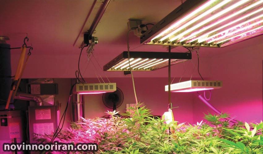 Plant growth lamp price